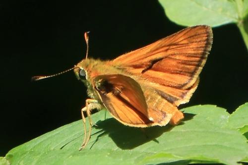 Ochlodes sylvanus